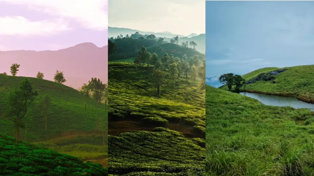 Digital marketer wayanad